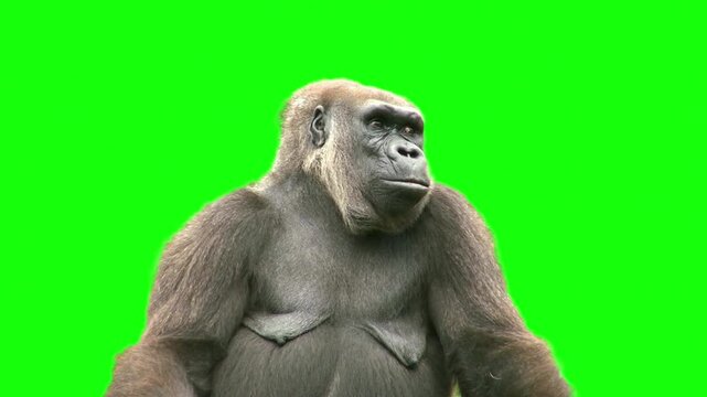 Gorilla close up shot on green screen background
