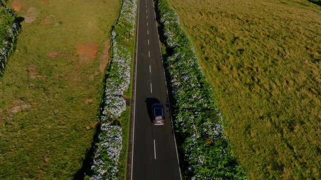 Aerial drone perspective shot moving forward along a straight asphalt road lined with dense, blooming blue hydrangea hedges, traversing a hilly landscape with volcanic cliffs in the distance, Flores