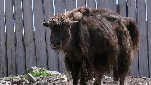 A majestic brown yak stands patiently outdoors during a bright day near Lake Khuvsgul, Mongolia. Its shaggy fur blends with the earthy tones of the rustic wooden fence behind it.