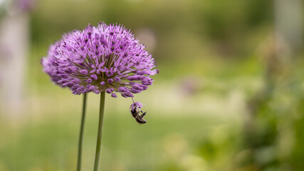 Fototapeta premium Purple ornamental onion flower with bee collecting nectar in garden, close up pollination concept supporting biodiversity and natural ecosystem balance
