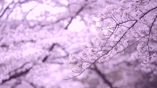 桜の花
