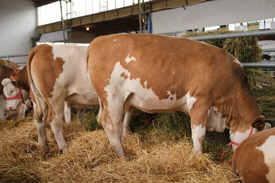 Cows and dairy cattle feed on hay inside a barnyard, livestock in a calm farm setting with straw bedding and pens, rural agricultural scene