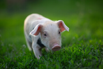 Adorable baby piglets, including pink and black-spotted breeds, playfully exploring a vibrant green pasture. Cute free-roaming farm animals foraging in tall grass and sniffing weeds on a bright, sunny © Bogdan