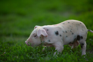 Cute young pink and spotted piglets exploring and walking in lush green grass. Free-range baby pigs foraging in a sunny summer meadow. Organic farming and agriculture concept. © Bogdan