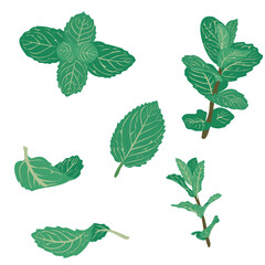 Minimal flat vector illustration set of fresh spearmint leaves in different angles and compositions. © reksitawardani