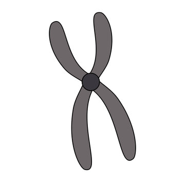 Illustration Structure Chromosome