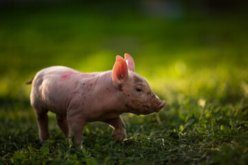 Adorable baby piglets, including pink and black-spotted breeds, playfully exploring a vibrant green pasture. Cute free-roaming farm animals foraging in tall grass and sniffing weeds on a bright, sunny © Bogdan