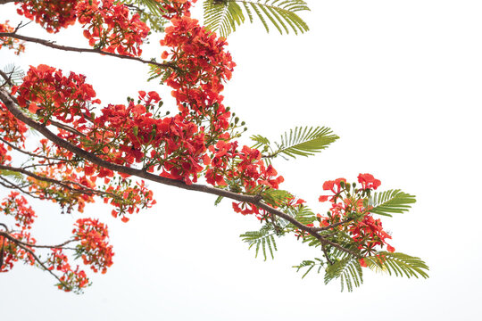 The Flame Tree, Royal Poinciana on white background.