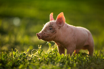Adorable baby piglets, including pink and black-spotted breeds, playfully exploring a vibrant green pasture. Cute free-roaming farm animals foraging in tall grass and sniffing weeds on a bright, sunny © Bogdan