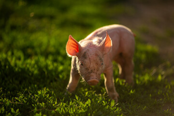 Cute young pink and spotted piglets exploring and walking in lush green grass. Free-range baby pigs foraging in a sunny summer meadow. Organic farming and agriculture concept. © Bogdan