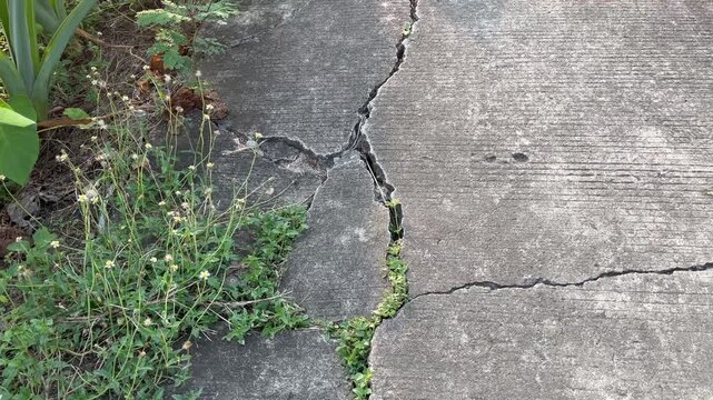 Wild plants and weeds growing in deep crack on concrete ground