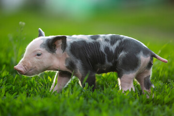 Adorable baby piglets, including pink and black-spotted breeds, playfully exploring a vibrant green pasture. Cute free-roaming farm animals foraging in tall grass and sniffing weeds on a bright, sunny © Bogdan