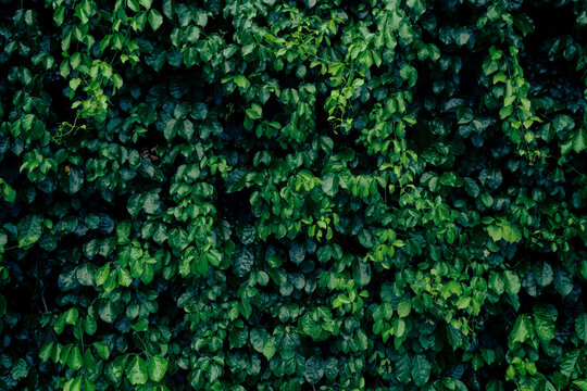 Luxury background texture of green leaf wall, Tropical climber vine backdrop with dark deep teal shadows.