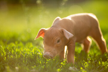 Adorable baby piglets, including pink and black-spotted breeds, playfully exploring a vibrant green pasture. Cute free-roaming farm animals foraging in tall grass and sniffing weeds on a bright, sunny © Bogdan