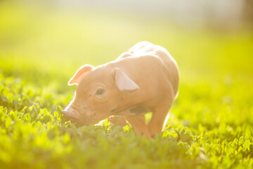 Cute young pink and spotted piglets exploring and walking in lush green grass. Free-range baby pigs foraging in a sunny summer meadow. Organic farming and agriculture concept. © Bogdan