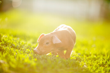 Cute young pink and spotted piglets exploring and walking in lush green grass. Free-range baby pigs foraging in a sunny summer meadow. Organic farming and agriculture concept. © Bogdan