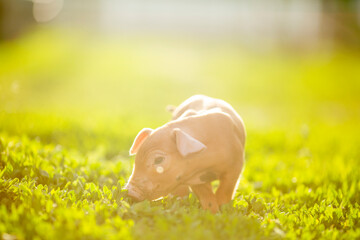 Cute young pink and spotted piglets exploring and walking in lush green grass. Free-range baby pigs foraging in a sunny summer meadow. Organic farming and agriculture concept. © Bogdan
