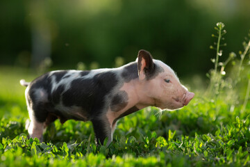 Cute young pink and spotted piglets exploring and walking in lush green grass. Free-range baby pigs foraging in a sunny summer meadow. Organic farming and agriculture concept. © Bogdan