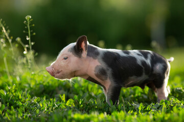 Adorable baby piglets, including pink and black-spotted breeds, playfully exploring a vibrant green pasture. Cute free-roaming farm animals foraging in tall grass and sniffing weeds on a bright, sunny © Bogdan