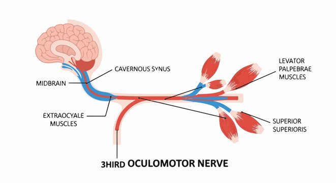 Diagram showing brainstem nerve pathways to eye muscles and sinus structures