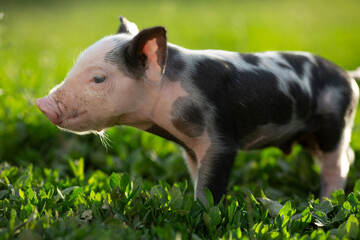 Cute young pink and spotted piglets exploring and walking in lush green grass. Free-range baby pigs foraging in a sunny summer meadow. Organic farming and agriculture concept. © Bogdan