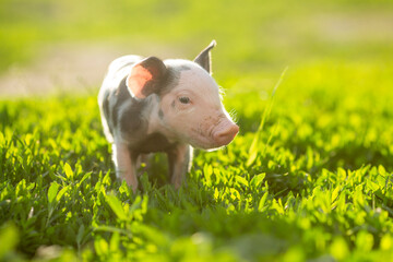 Adorable baby piglets, including pink and black-spotted breeds, playfully exploring a vibrant green pasture. Cute free-roaming farm animals foraging in tall grass and sniffing weeds on a bright, sunny © Bogdan