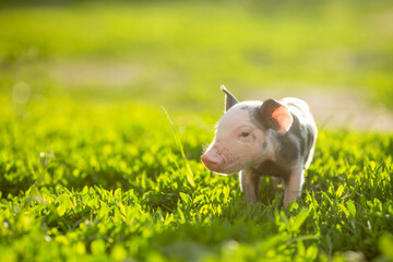 Cute young pink and spotted piglets exploring and walking in lush green grass. Free-range baby pigs foraging in a sunny summer meadow. Organic farming and agriculture concept. © Bogdan