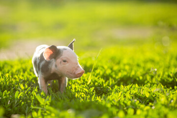 Cute young pink and spotted piglets exploring and walking in lush green grass. Free-range baby pigs foraging in a sunny summer meadow. Organic farming and agriculture concept. © Bogdan