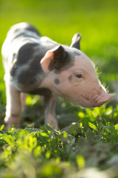 cutie and funny young pig is standing on the green grass. Happy piglet on the meadow, small piglet in the farm posing on camera on family farm. Regular day on the farm
