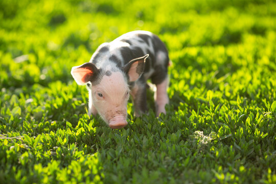 cutie and funny young pig is standing on the green grass. Happy piglet on the meadow, small piglet in the farm posing on camera on family farm. Regular day on the farm