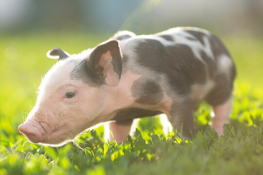 Cute young pink and spotted piglets exploring and walking in lush green grass. Free-range baby pigs foraging in a sunny summer meadow. Organic farming and agriculture concept.