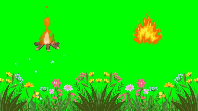 Burning hot campfires and colorful spring flowers growing in green weed 2d animated cartoon on green screen chroma key background. high quality loop cycle vector illustration animation