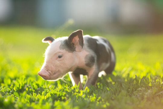 Cute young pink and spotted piglets exploring and walking in lush green grass. Free-range baby pigs foraging in a sunny summer meadow. Organic farming and agriculture concept.