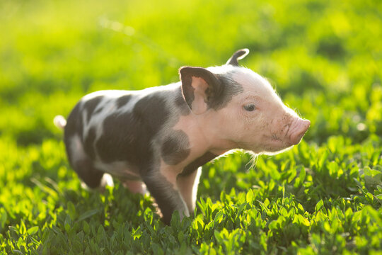 Adorable baby piglets, including pink and black-spotted breeds, playfully exploring a vibrant green pasture. Cute free-roaming farm animals foraging in tall grass and sniffing weeds on a bright, sunny