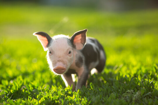 Adorable baby piglets, including pink and black-spotted breeds, playfully exploring a vibrant green pasture. Cute free-roaming farm animals foraging in tall grass and sniffing weeds on a bright, sunny