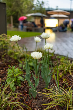 White flowers blooming in a garden bed after rain, with wet pavement, greenery, and blurred people with umbrellas in the background, with copy space
