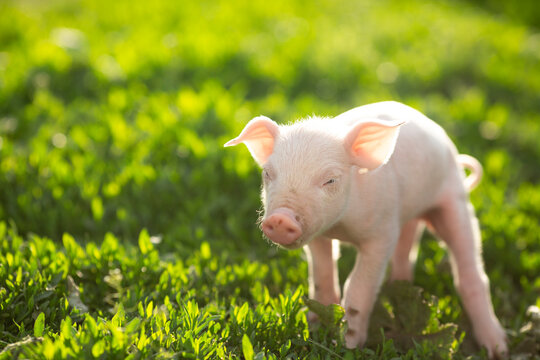 Adorable baby piglets, including pink and black-spotted breeds, playfully exploring a vibrant green pasture. Cute free-roaming farm animals foraging in tall grass and sniffing weeds on a bright, sunny