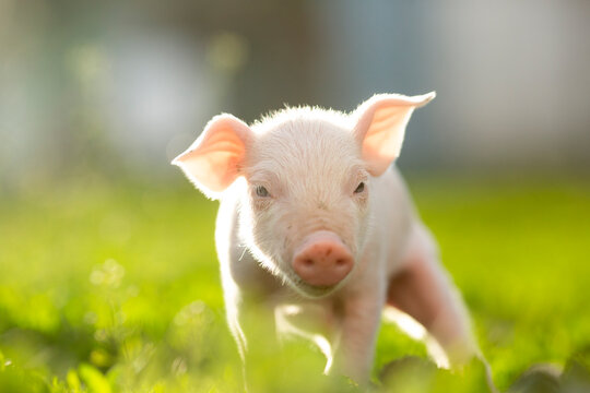 cutie and funny young pig is standing on the green grass. Happy piglet on the meadow, small piglet in the farm posing on camera on family farm. Regular day on the farm