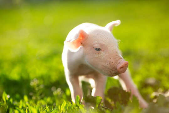 Adorable baby piglets, including pink and black-spotted breeds, playfully exploring a vibrant green pasture. Cute free-roaming farm animals foraging in tall grass and sniffing weeds on a bright, sunny