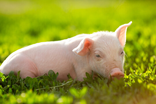 Cute young pink and spotted piglets exploring and walking in lush green grass. Free-range baby pigs foraging in a sunny summer meadow. Organic farming and agriculture concept.