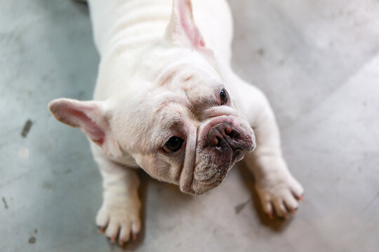 Cute adorable white french bulldog dog resting quietly on grey concrete floor looking up with deeply innocent pleading expression showing sweet emotional connection