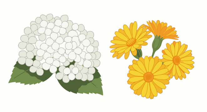 Two bouquets of flowers, one white hydrangea, one orange calendula
