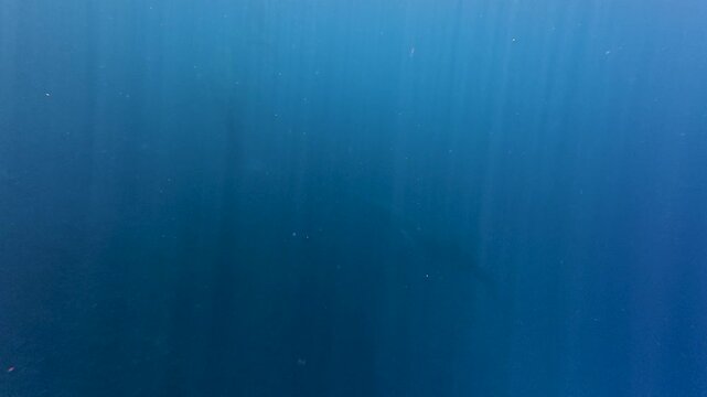 Wild humpback whales swimming underwater near Moorea, close encounter captured. Turquoise water and sunbeam shafts illuminate a male, female, and baby whales Moorea, Tahiti, French Polynesia.