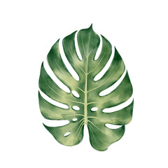 Monstera leaf drawn in watercolor style, tropical botanical illustration for summer decor, interior design, spa branding, beach vacation themes and natural lifestyle projects © Alona