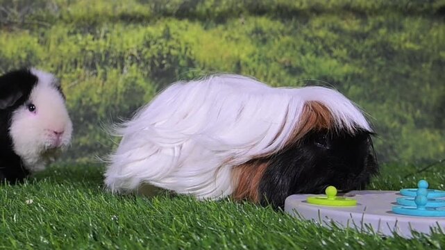 meerschweinchen tier natur nager fressen spiel