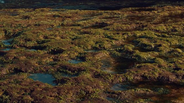Close-up shot of a rocky shoreline covered in vibrant green seaweed with gentle water currents flowing through small tide pools during low tide, creating a serene atmosphere.
