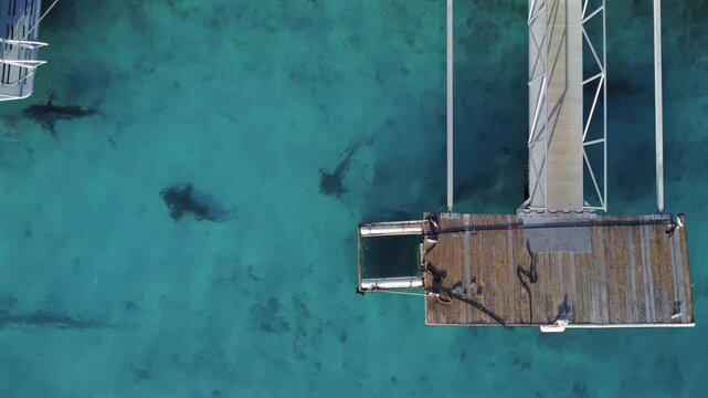 Bahamas Bull Sharks Bimini Drone Aerial