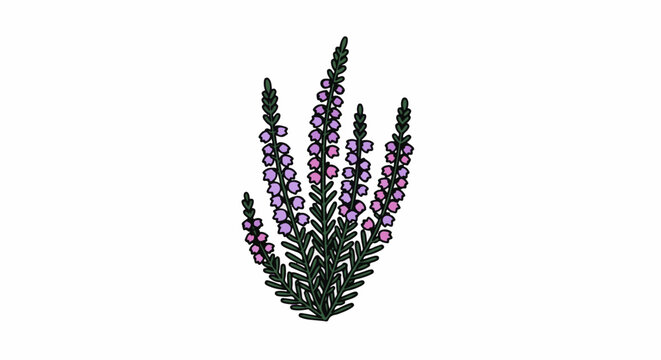 A stylized illustration of a blooming heather plant with delicate purple and pink flowers on green stems