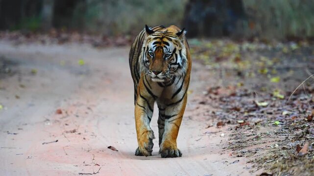 India's wildlife showcases incredible biodiversity&mdash;tigers, elephants, peacocks, leopards, diverse birds, reptiles&mdash;thriving across varied ecosystems globally