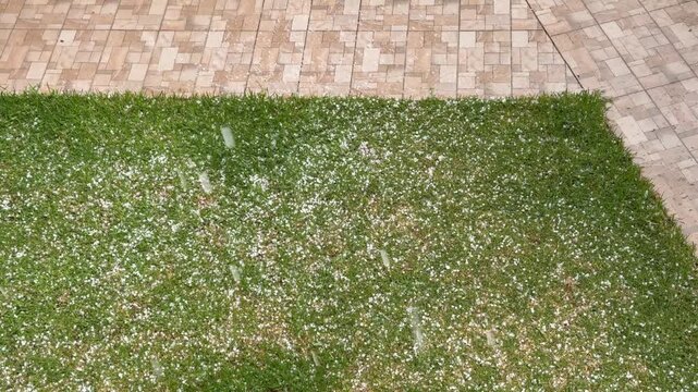 Numerous small white hailstones were scattered across a green lawn after a hailstorm. Seasonal weather damage to turf. Illustrate shifting seasonal weather patterns, unexpected storms or severe spring